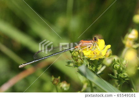 Ao montitonbo female 65549101