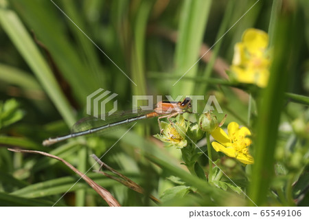 Ao montitonbo female 65549106