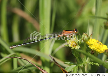 Ao montitonbo female 65549107