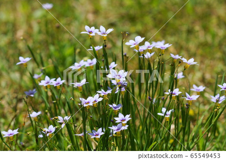 206年5月Inagi，元旦，阿美（Ameme） 65549453