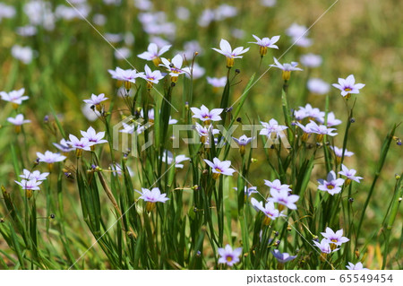 五月稻城205 Nisekiseki Ayumeka 65549454