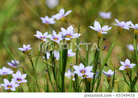 5月Inagi 200 Nisekiseki-Ameme 5月Inagi 200 Nisekiseki-Ameme 65549458