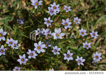 May Inagi 201 Nisekiseki Aoume May Inagi 201 Nisekiseki Aoume 65549459