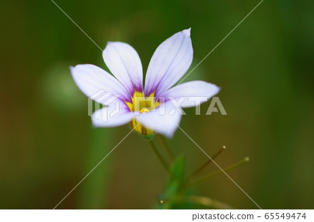 5月:Inagi 187 Nisekisho-Ameme 5月:Inagi 187 Nisekisho-Ameme 65549474