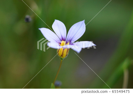 5月：Inagi 185新年水族館 65549475