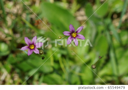 5月:稻城182 Nisekisho-Ameme 5月:稻城182 Nisekisho-Ameme 65549479