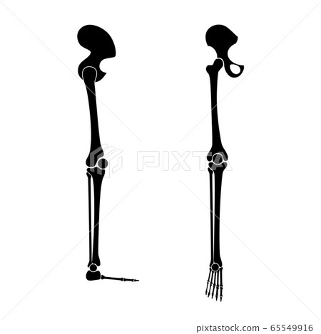 Human leg bones anatomy. Human leg bones anatomy. 65549916