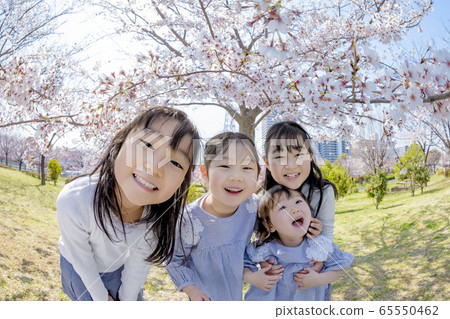 Kids playing in the cherry blossom park 65550462