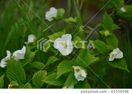 White Yamabuki's flower White Yamabuki's flower 65550596