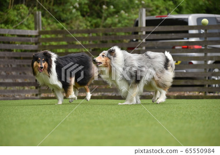牧羊犬玩狗跑 65550984