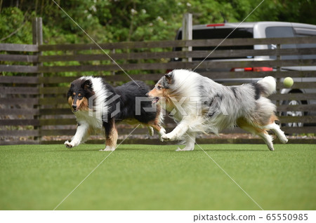 Rough Collie playing with dog run Rough Collie playing with dog run 65550985