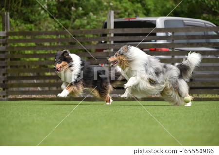 牧羊犬玩狗跑 65550986