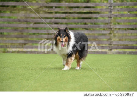 Rough Collie playing with dog run Rough Collie playing with dog run 65550987