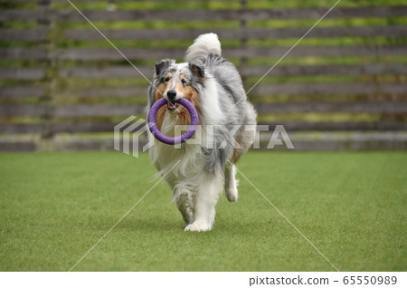 Rough Collie playing with dog run 65550989