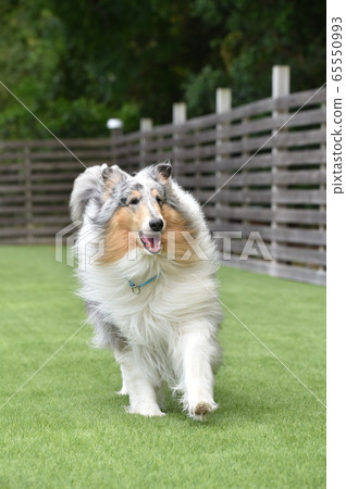 Rough Collie playing with dog run Rough Collie playing with dog run 65550993