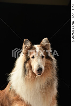 粗糙的牧羊犬工作室畫像 粗糙的牧羊犬工作室畫像 65551151
