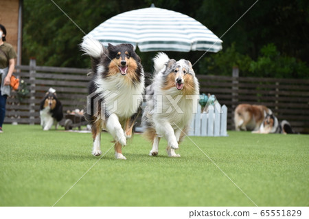 Collie playing with dog run Collie playing with dog run 65551829