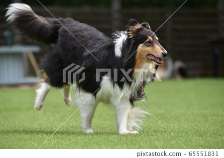 Collie playing with dog run Collie playing with dog run 65551831