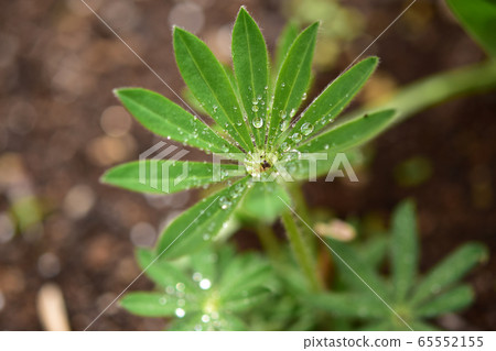 Raindrops on lupine leaves 65552155