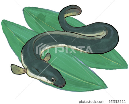 Hand drawn style eel illustration B 65552211