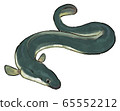 Hand drawn style eel illustration A 65552212