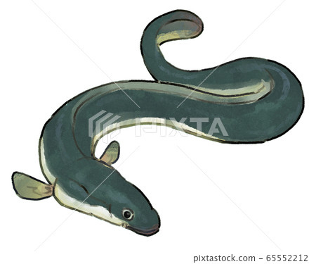 Hand Drawn Style Eel Illustration A Stock Illustration