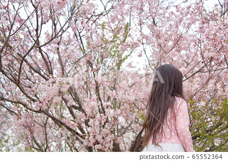 Yaezakura and the girl Yaezakura and the girl 65552364