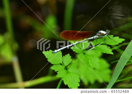 Kawadragonfly Kamakura city green belt Kawadragonfly Kamakura city green belt 65552489