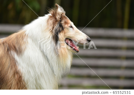 Collie Posing for a Sumo Collie Posing for a Sumo 65552531