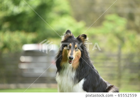 Collie Posing for a Sumo 65552559