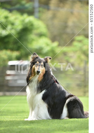 Collie Posing for a Sumo 65552560