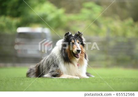 Collie Posing for a Sumo Collie Posing for a Sumo 65552566