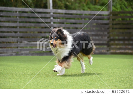 牧羊犬玩狗跑 65552671