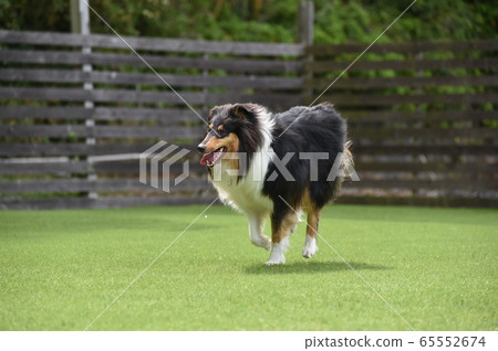 Rough Collie playing with dog run Rough Collie playing with dog run 65552674