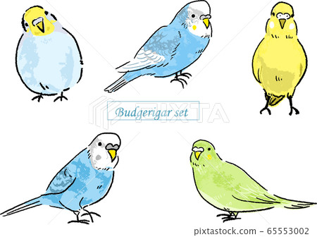 Budgerigar vector set 65553002