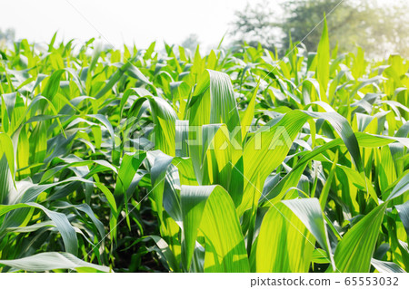 Corn planted with daylight. Corn planted with daylight. 65553032
