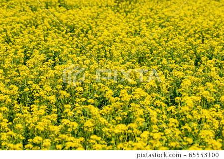 Rape field spring, shore of Lake Isanuma, Kawagoe City Rape field spring, shore of Lake Isanuma, Kawagoe City 65553100