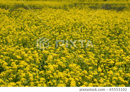 Rape field spring, shore of Lake Isanuma, Kawagoe City Rape field spring, shore of Lake Isanuma, Kawagoe City 65553102