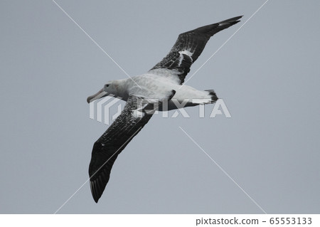 Watari albatross Watari albatross 65553133