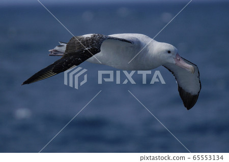 Watari信天翁 65553134