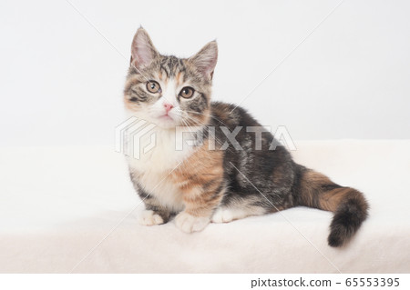 Munchkin kitten looking at camera (Botan) Munchkin kitten looking at camera (Botan) 65553395