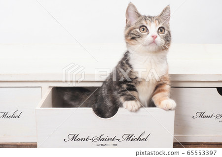 Munchkin kitten in the drawer (Botan) 65553397