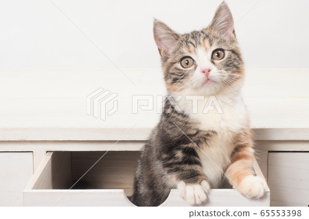 抽屜裡的蒙克金(Botan)小貓 抽屜裡的蒙克金(Botan)小貓 65553398