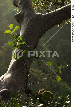 Borneo's rainforest Borneo's rainforest 65553465