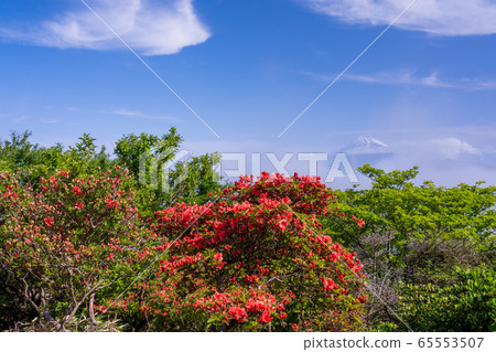 (Shizuoka Prefecture) Mountain Azalea blooms Mt. (Shizuoka Prefecture) Mountain Azalea blooms Mt. 65553507