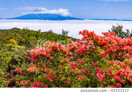 (Shizuoka Prefecture) Mountain Azalea blooms Mt. (Shizuoka Prefecture) Mountain Azalea blooms Mt. 65553517