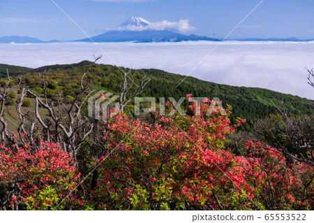 （靜岡縣）山杜鵑花盛開。 65553522