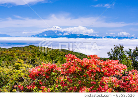 (Shizuoka Prefecture) Mountain Azalea blooms Mt. (Shizuoka Prefecture) Mountain Azalea blooms Mt. 65553526