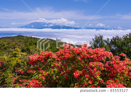 (Shizuoka Prefecture) Mountain Azalea blooms Mt. 65553527