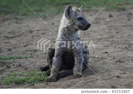 Brihyena 65553807